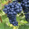 Future Forests Grape Boskoop Glory - Indoor Or Outdoor, Almost Seedless 1 Future Forests Grape Boskoop Glory - Indoor Or Outdoor, Almost Seedless