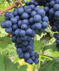 Future Forests Grape Boskoop Glory - Indoor Or Outdoor, Almost Seedless