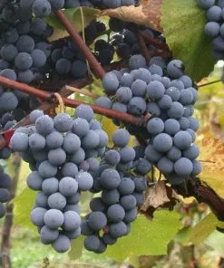 Future Forests Grape Boskoop Glory - Indoor Or Outdoor, Almost Seedless