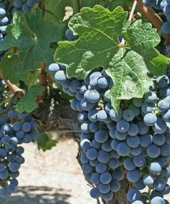 Future Forests Grape Boskoop Glory - Indoor Or Outdoor, Almost Seedless