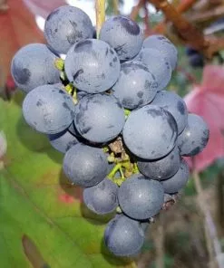 Future Forests Grape Boskoop Glory - Indoor Or Outdoor, Almost Seedless