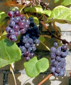 Future Forests Grape Boskoop Glory - Indoor Or Outdoor, Almost Seedless