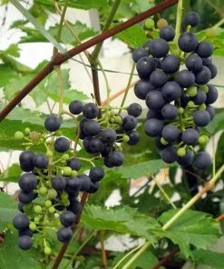 Future Forests Grape Boskoop Glory - Indoor Or Outdoor, Almost Seedless