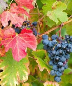 Future Forests Grape Boskoop Glory - Indoor Or Outdoor, Almost Seedless