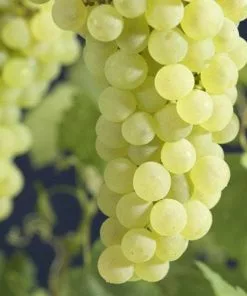 Future Forests Grape Vroege Van Der Laan, Indoor Or Outdoor, Seeded Fruit