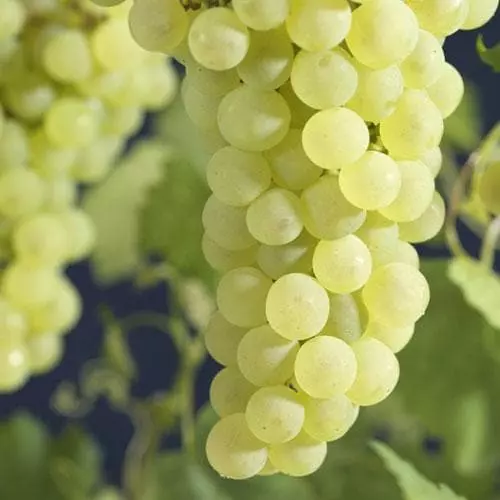 Future Forests Grape Vroege Van Der Laan, Indoor Or Outdoor, Seeded Fruit 3 Future Forests Grape Vroege Van Der Laan, Indoor Or Outdoor, Seeded Fruit