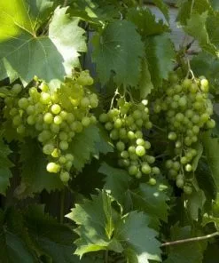 Future Forests Grape Vroege Van Der Laan, Indoor Or Outdoor, Seeded Fruit