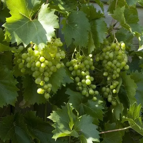 Future Forests Grape Vroege Van Der Laan, Indoor Or Outdoor, Seeded Fruit 4 Future Forests Grape Vroege Van Der Laan, Indoor Or Outdoor, Seeded Fruit
