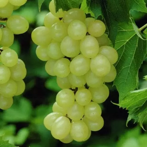 Future Forests Grape Vroege Van Der Laan, Indoor Or Outdoor, Seeded Fruit 5 Future Forests Grape Vroege Van Der Laan, Indoor Or Outdoor, Seeded Fruit
