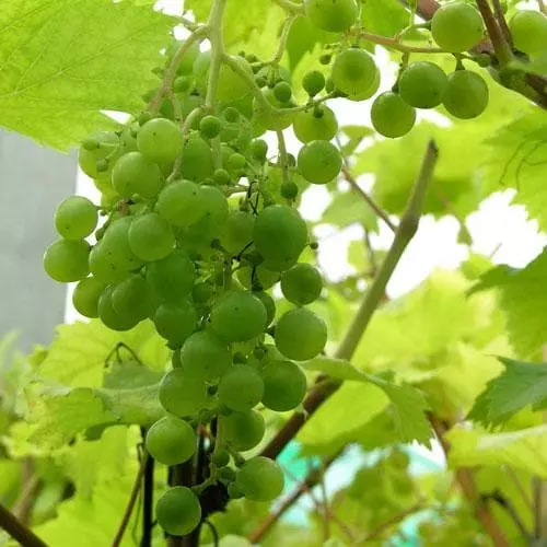 Future Forests Grape Vroege Van Der Laan, Indoor Or Outdoor, Seeded Fruit 6 Future Forests Grape Vroege Van Der Laan, Indoor Or Outdoor, Seeded Fruit