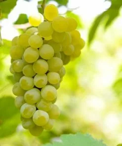 Future Forests Grape Vroege Van Der Laan, Indoor Or Outdoor, Seeded Fruit 12 Future Forests Grape Vroege Van Der Laan, Indoor Or Outdoor, Seeded Fruit
