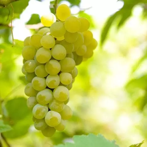 Future Forests Grape Vroege Van Der Laan, Indoor Or Outdoor, Seeded Fruit 7 Future Forests Grape Vroege Van Der Laan, Indoor Or Outdoor, Seeded Fruit