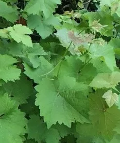 Future Forests Grape Vroege Van Der Laan, Indoor Or Outdoor, Seeded Fruit 13 Future Forests Grape Vroege Van Der Laan, Indoor Or Outdoor, Seeded Fruit