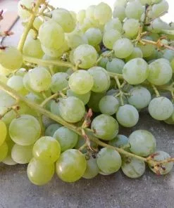 Future Forests Grape Himrod - Indoor Or Outdoor Almost Seedless 7 Future Forests Grape Himrod - Indoor Or Outdoor Almost Seedless
