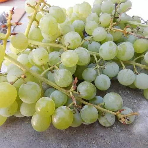 Future Forests Grape Himrod - Indoor Or Outdoor Almost Seedless 5 Future Forests Grape Himrod - Indoor Or Outdoor Almost Seedless