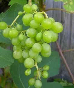 Future Forests Grape Himrod - Indoor Or Outdoor Almost Seedless