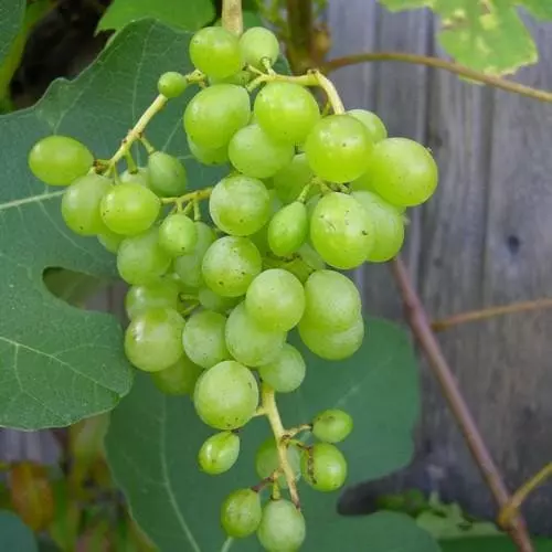 Future Forests Grape Himrod - Indoor Or Outdoor Almost Seedless 3 Future Forests Grape Himrod - Indoor Or Outdoor Almost Seedless