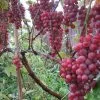 Future Forests Grape Vanessa - Indoor Or Outdoor Almost Seedless