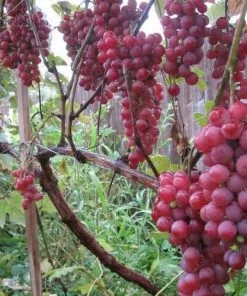 Future Forests Grape Vanessa - Indoor Or Outdoor Almost Seedless