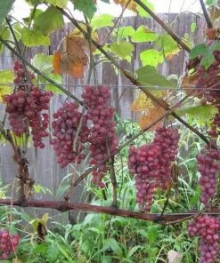 Future Forests Grape Vanessa - Indoor Or Outdoor Almost Seedless