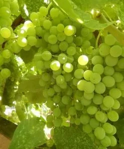 Future Forests Grape Himrod - Indoor Or Outdoor Almost Seedless
