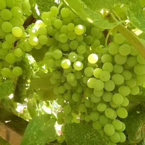 Future Forests Grape Himrod - Indoor Or Outdoor Almost Seedless 4 Future Forests Grape Himrod - Indoor Or Outdoor Almost Seedless