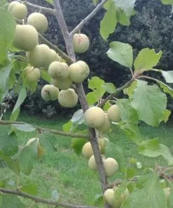 Future Forests Fruit Gage Early Transparent Gage