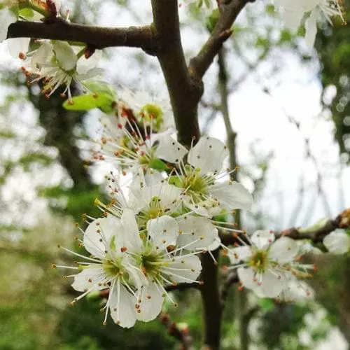Future Forests Gage Cambridge Gage Fruit 5 Future Forests Gage Cambridge Gage Fruit