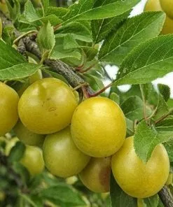 Future Forests Fruit Gage Denniston’s Superb