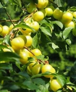 Future Forests Fruit Gage Denniston’s Superb