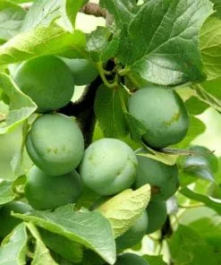 Future Forests Fruit Gage Denniston’s Superb