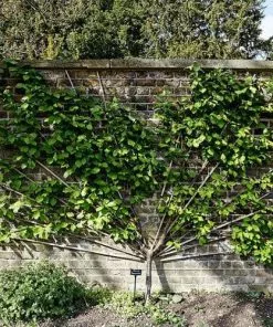 Future Forests Fruit Gage Early Transparent Gage 8 Future Forests Fruit Gage Early Transparent Gage