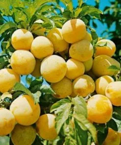 Future Forests Plum Oullin's Golden Gage Fruit