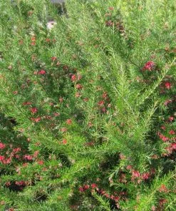 Future Forests Grevillea Rosmarinifolia Canberra Gem