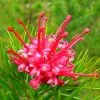 Future Forests Grevillea Rosmarinifolia Canberra Gem