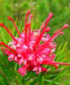 Future Forests Grevillea Rosmarinifolia Canberra Gem