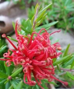 Future Forests Grevillea Rosmarinifolia Canberra Gem