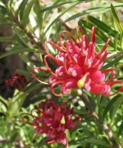 Future Forests Grevillea Rosmarinifolia Canberra Gem