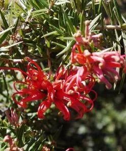 Future Forests Grevillea Rosmarinifolia Canberra Gem