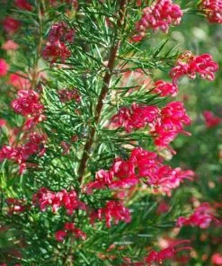Future Forests Grevillea Rosmarinifolia Canberra Gem