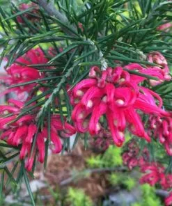 Future Forests Grevillea Rosmarinifolia Canberra Gem