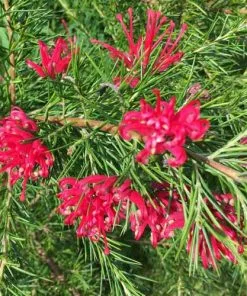 Future Forests Grevillea Rosmarinifolia Canberra Gem