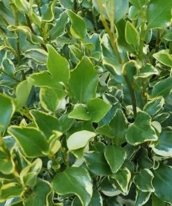 Future Forests Griselinia Littoralis Variegata