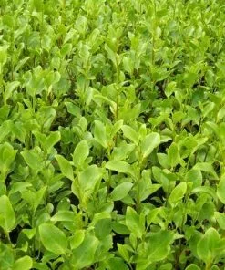 Future Forests Griselinia Littoralis