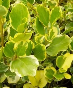 Future Forests Griselinia Littoralis Variegata