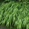 Future Forests More Hakonechloa Macra 1 Future Forests More Hakonechloa Macra