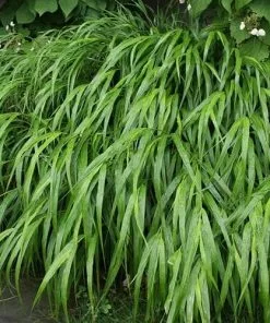 Future Forests More Hakonechloa Macra