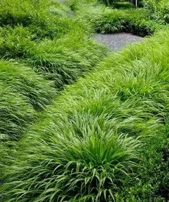 Future Forests More Hakonechloa Macra 7 Future Forests More Hakonechloa Macra