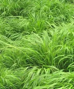 Future Forests More Hakonechloa Macra 8 Future Forests More Hakonechloa Macra