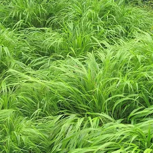 Future Forests More Hakonechloa Macra 5 Future Forests More Hakonechloa Macra